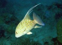 Symphorus nematophorus - Chinaman Snapper