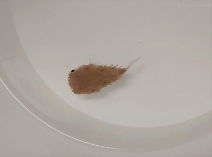 Tragulichthys jaculiferus - Longspine burrfish