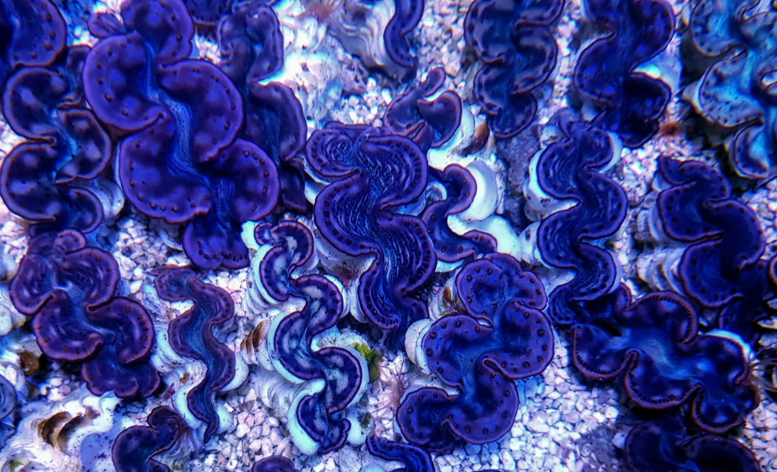 Tridacna maxima (Pink/Purple) - Maxima clam (Pink/Purple)
