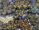 Tridacna maxima (Yellow/Gold) - Maxima clam (Yellow/Gold)