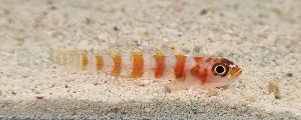 Trimma cana - Candycane pygmy goby