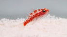 Trimma rubromaculatus - Red-spotted dwarfgoby