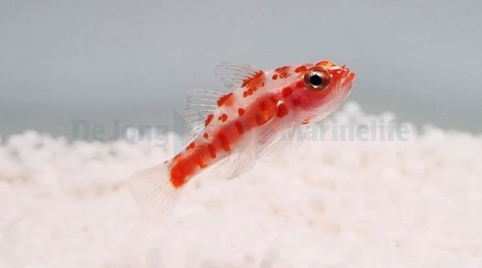 Trimma rubromaculatus - Red-spotted dwarfgoby