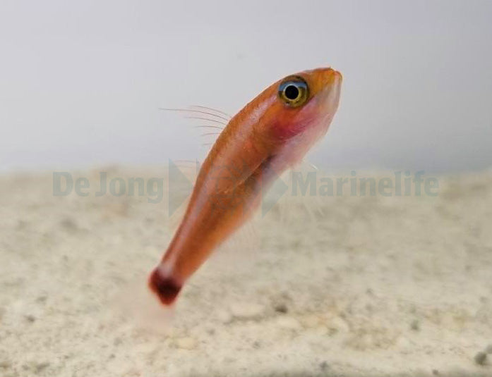 Trimma tevegae - Blue-striped cave goby