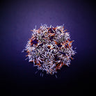 Tripneustes gratilla - Striped sea urchin