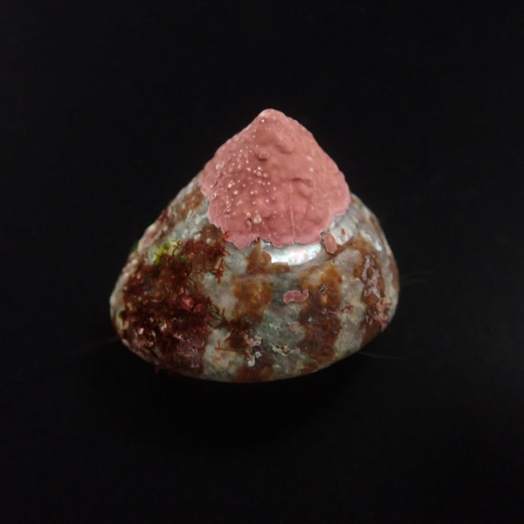 Trochus histrio - Histrio grazer