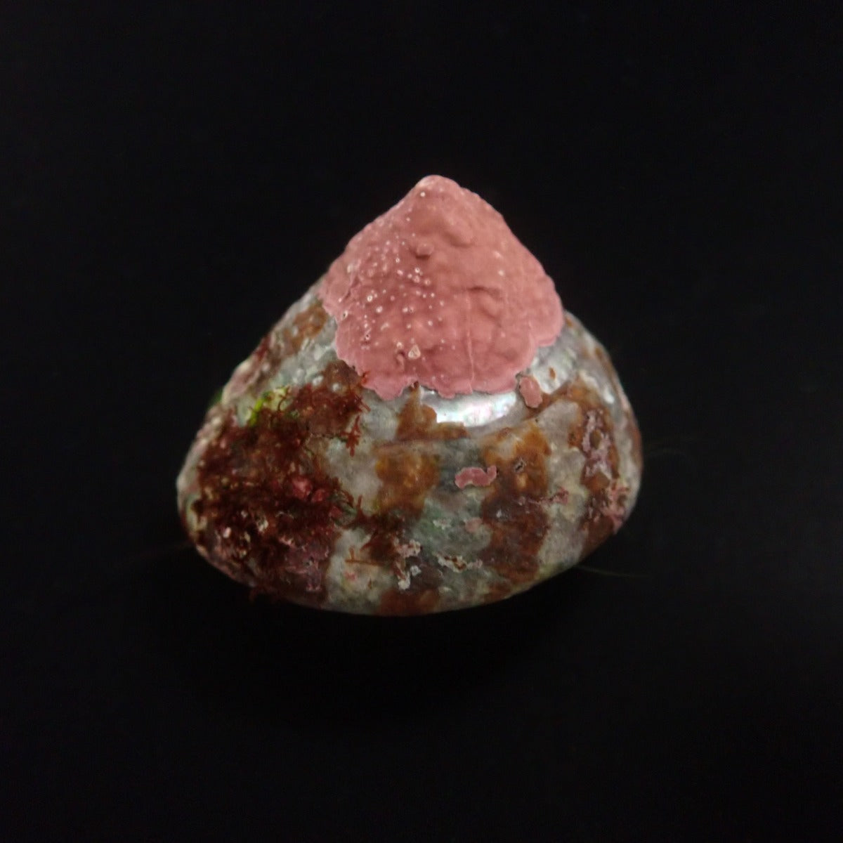 Trochus histrio - Histrio grazer