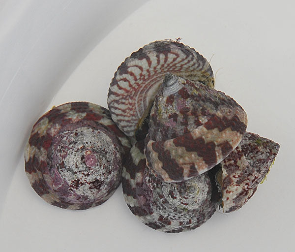 Trochus histrio - Histrio grazer