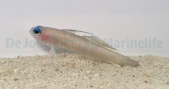 Tryssogobius colini - Colin's fairygoby