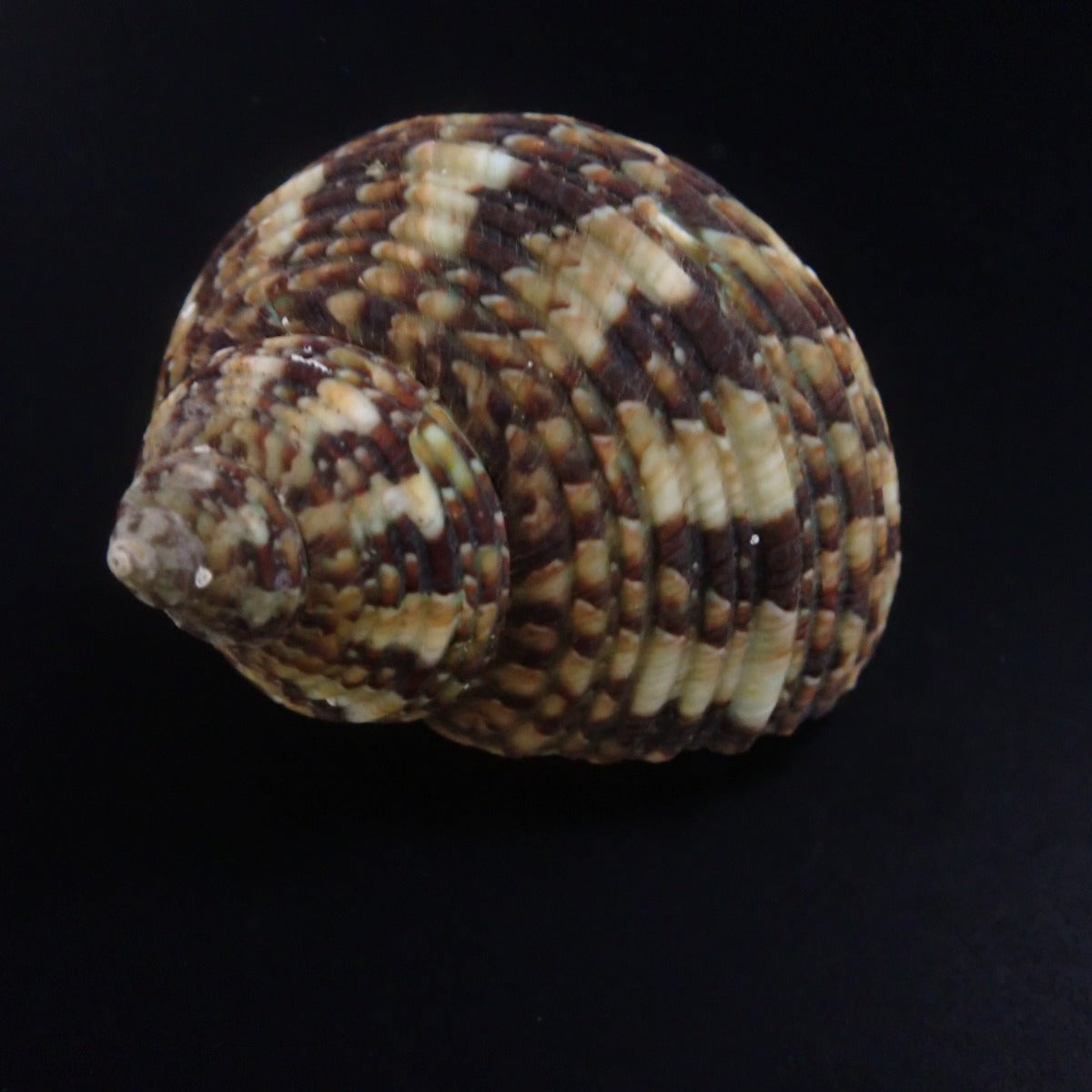 Turbo brunneus - Dwarf turban snail