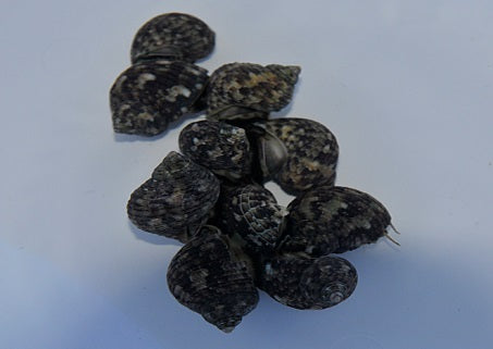 Turbo brunneus - Zwerg-Turbanschnecke