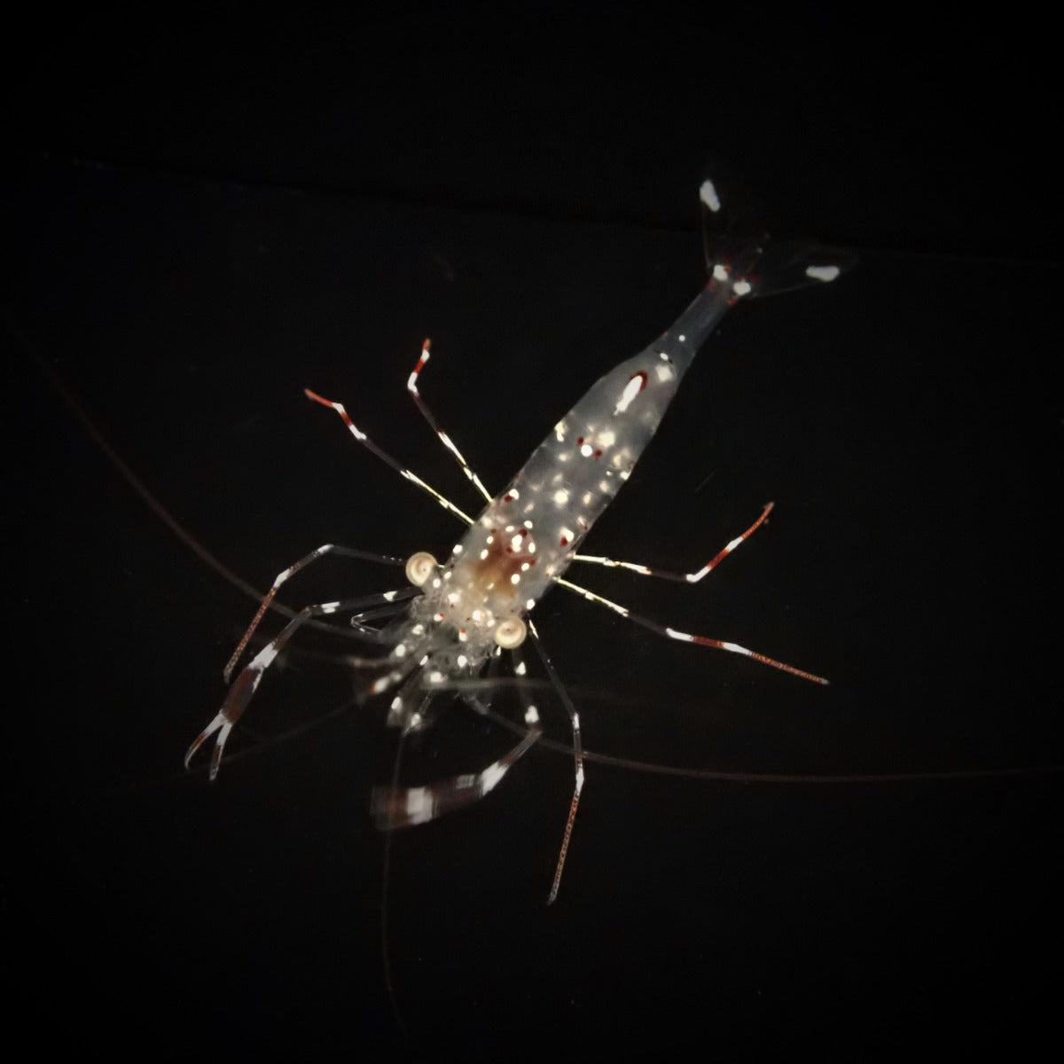 Urocaridella antonbruunii - Bruun's shrimp