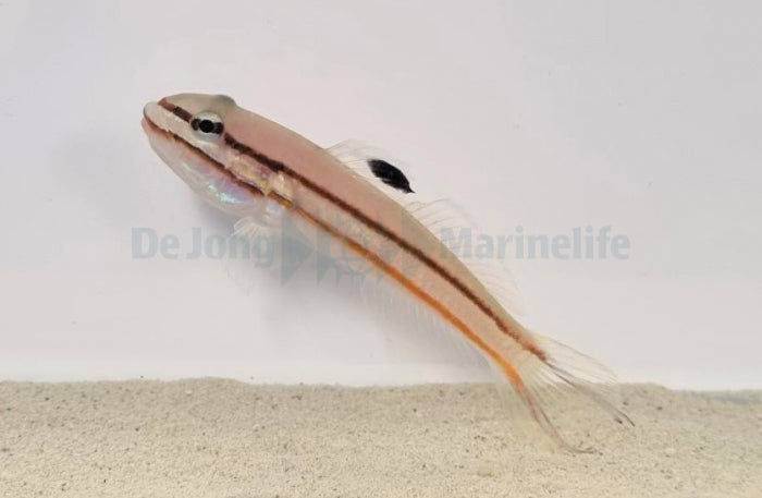 Valenciennea helsdingenii - Twostripe goby