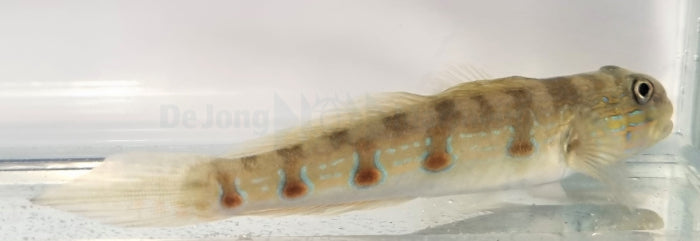 Valenciennea longipinnis - Long-finned goby