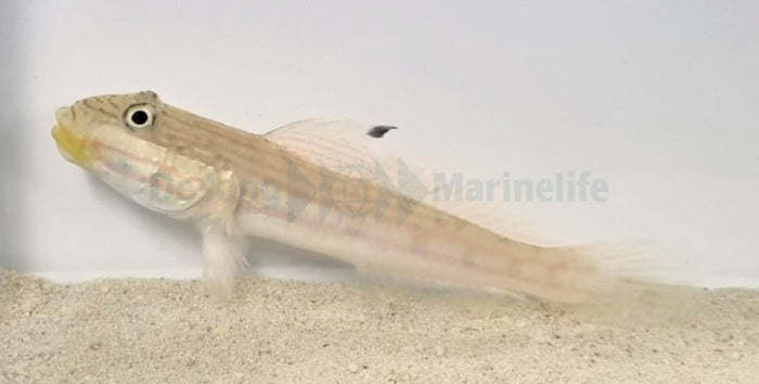 Valenciennea muralis - Mural goby