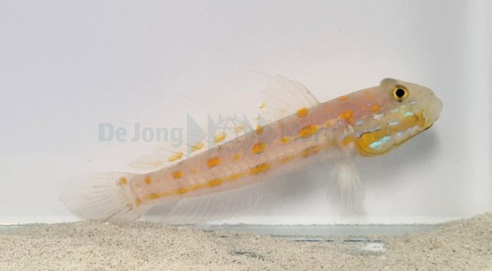 Valenciennea puellaris - Maiden goby