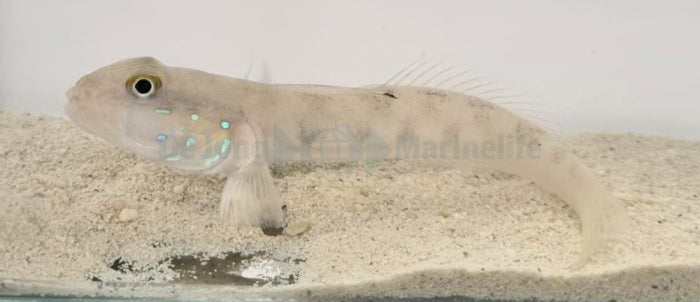 Valenciennea sexguttata - Sixspot goby