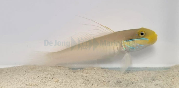 Valenciennea strigata - Blueband goby