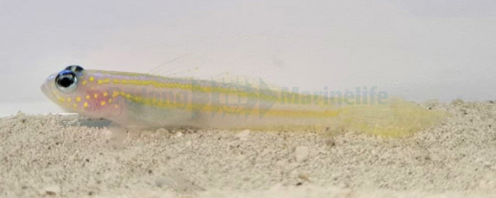 Vanderhorstia flavilineata - Yellow-lined shrimp goby