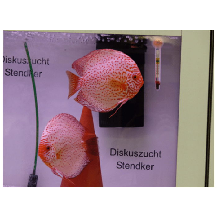 Stendker Weißer Leopard Diskusfisch