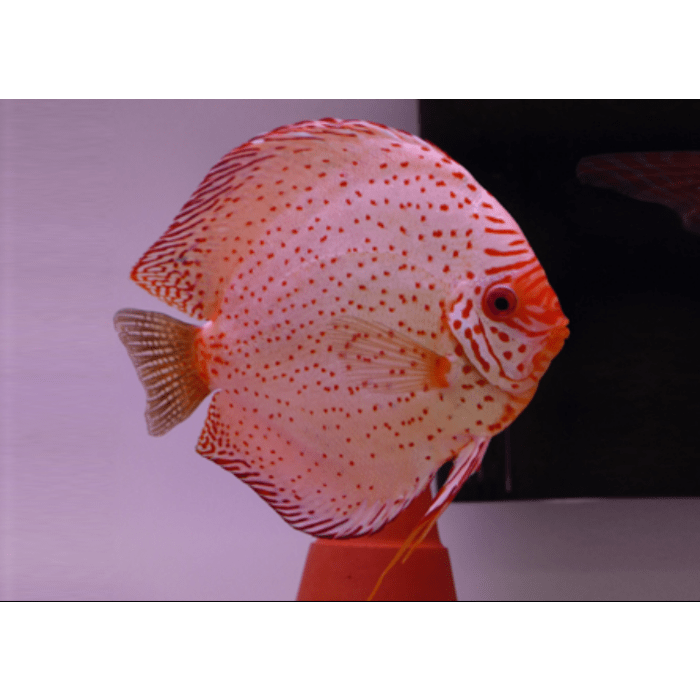 Stendker White Leopard Discusvis