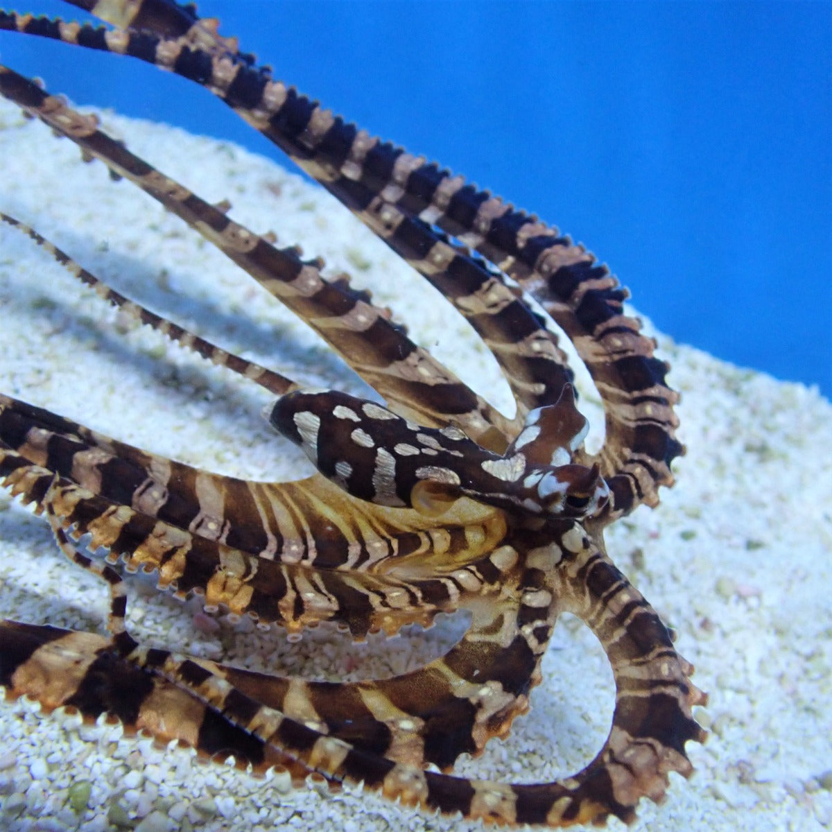 Wunderpus photogenicus - Wonderpus Octopus