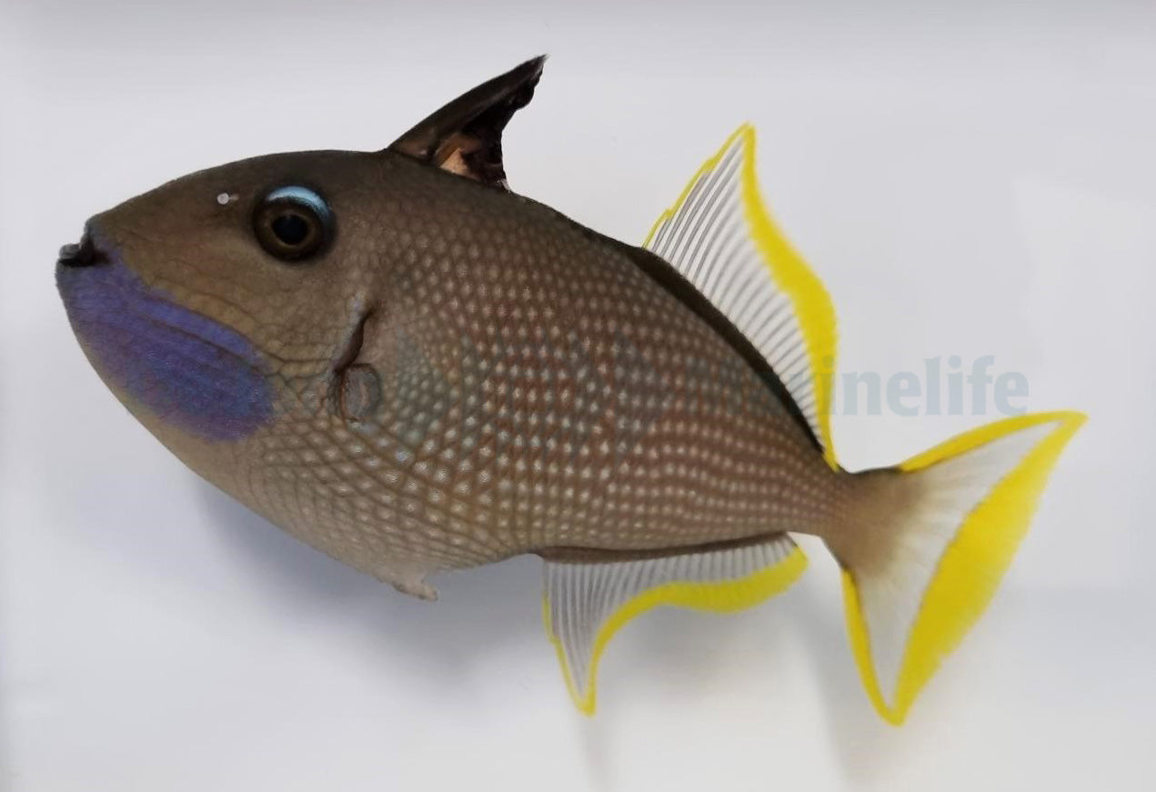 Xanthichthys auromarginatus - Gilded Triggerfish