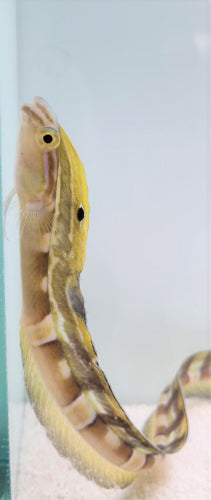 Xiphasia setifer - Hairtail blenny