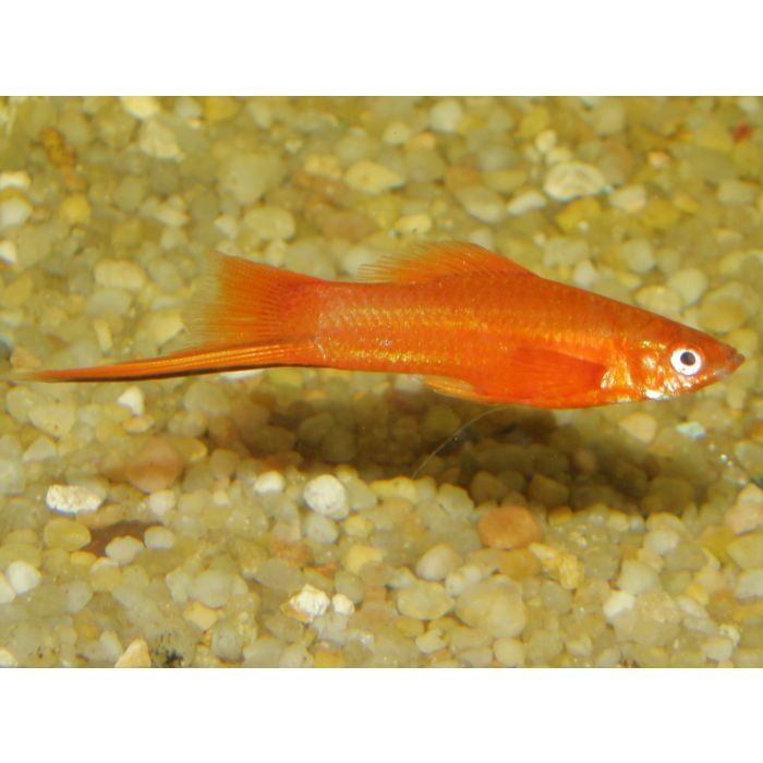 Xiphophorus Helleri Orange / Zwaarddrager Oranje