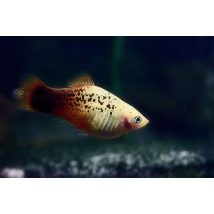 Xiphophorus Maculatus Red White Spotted Platy