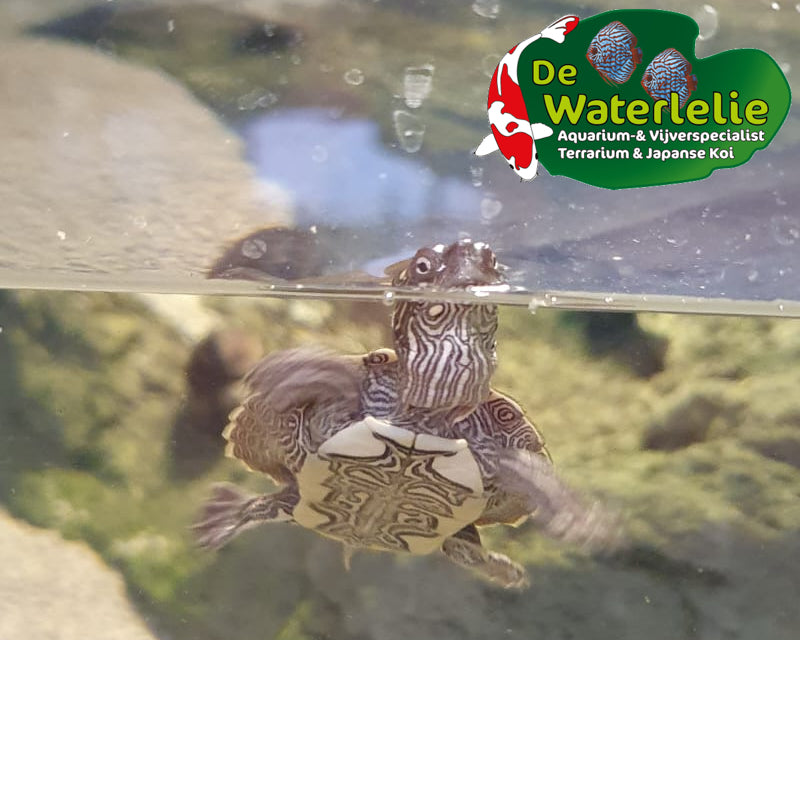 Zaagrugschildpad - Graptemys pseudogeographica