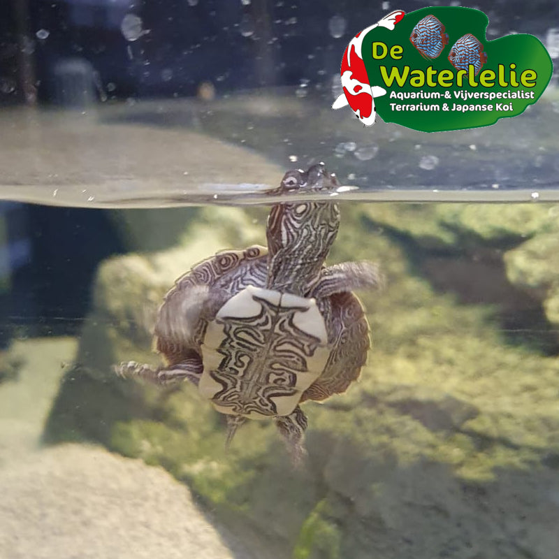 Zaagrugschildpad - Graptemys pseudogeographica