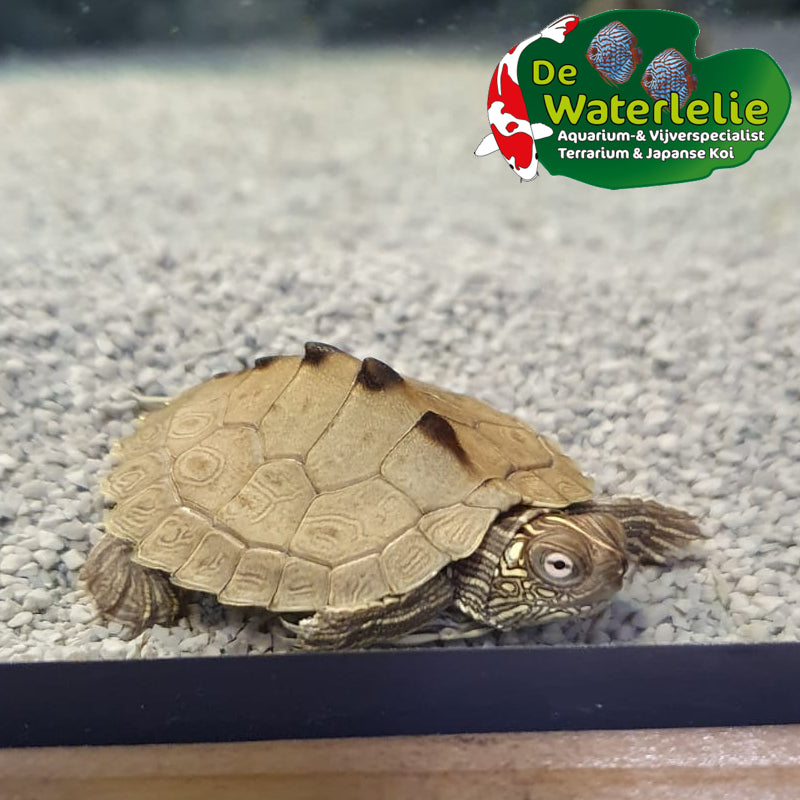 Sägerückenschildkröte - Graptemys pseudogeographica