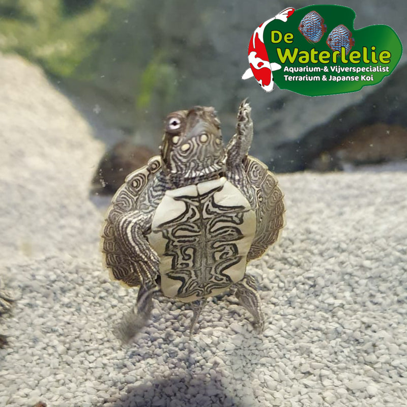 Sägerückenschildkröte - Graptemys pseudogeographica