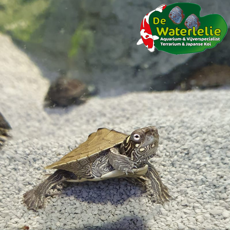 Zaagrugschildpad - Graptemys pseudogeographica