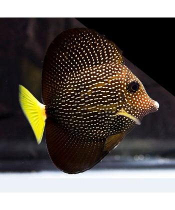 Zebrasoma gemmatum - Gestippelde zeilvindoktersvis