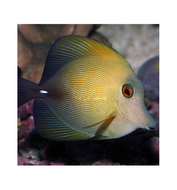 Zebrasoma scopas - Bruine zeilvindoktersvis